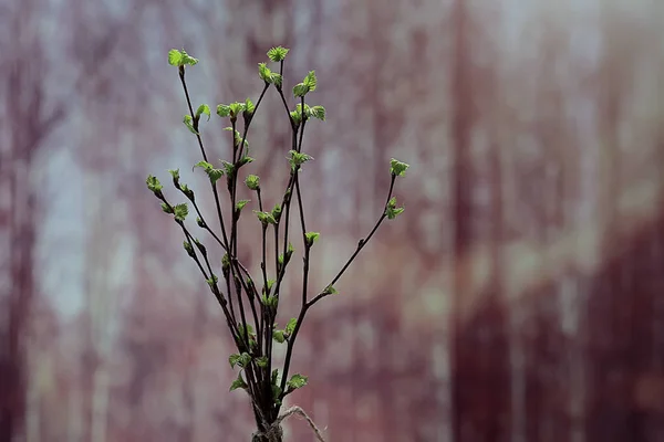 芽の葉を持つ小さな枝 春の背景 コンセプト鮮度植物学の若者 — ストック写真
