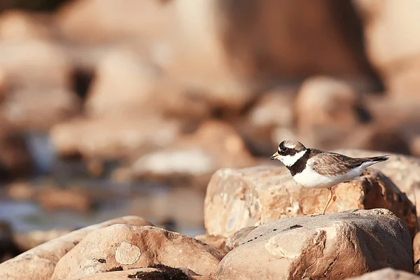 plover bird in nature / wild migratory bird, small plover necktie