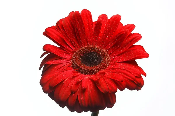 Κόκκινο Γερομπέρα Λουλούδι Κόκκινο Όμορφο Καλοκαίρι Λουλούδι Άρωμα Μυρωδιά Ιδέα — Φωτογραφία Αρχείου