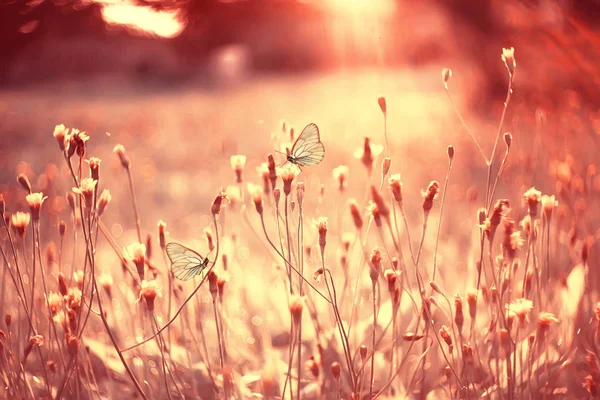 Метелик Квітковому Весняному Або Літньому Тлі Квіти Природи Абстрактне Літо — стокове фото