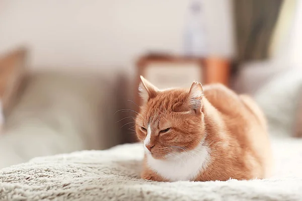 Gatto Rossiccio Simpatico Animale Domestico Bellissimo Gatto Rosso Zenzero — Foto Stock