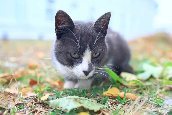 Gato Callejero Gato Solitario Sentado Fuera Mascota Extraviado —  Fotos de Stock