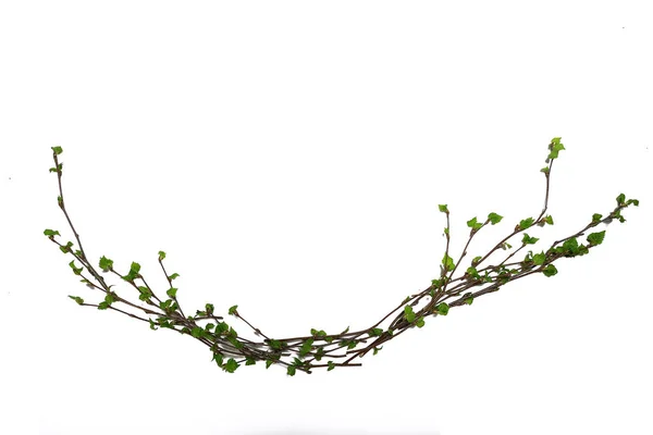 White Background Branches Small Leaves Spring Isolated White Young Branches — ストック写真