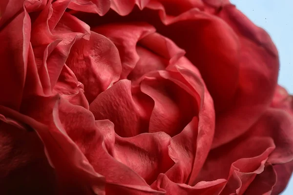 Fond Pli Fleur Macro Fleur Rouge Arôme Abstrait Fond Doux — Photo