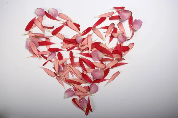 Coração Pétalas Rosa Rosas Rosa Pétalas Armação Forma Coração Conceito — Fotografia de Stock