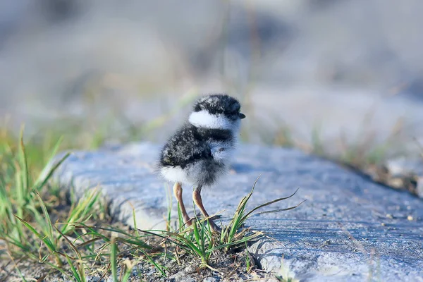 Little Cute Chick Little Gull Wild Beautiful Chick Wild — Stock Photo, Image