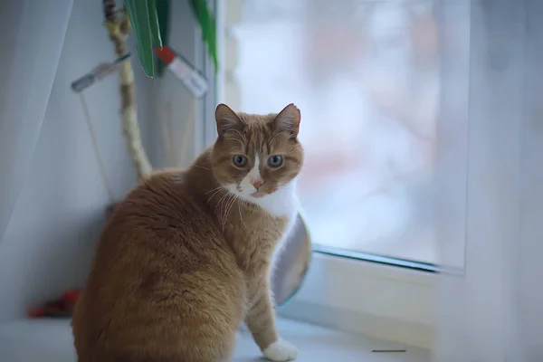Ingwerkatze Niedliches Haustier Schöne Katze Roter Ingwer — Stockfoto