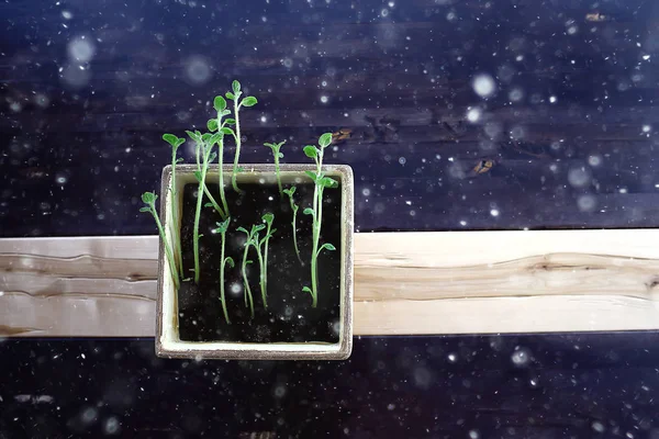 Jonge Spruiten Een Pot Verse Kleine Greens Biologie Plantkunde Concept — Stockfoto
