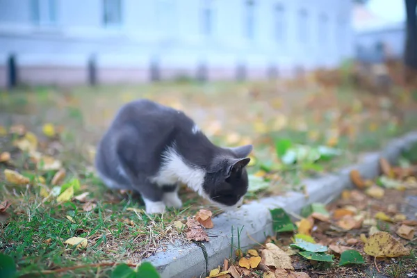 Gato Rua Gato Solitário Sentado Fora Animal Estimação Vadio — Fotografia de Stock