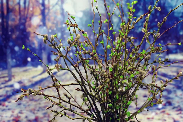 Malé Větve Pupeny Jarní Pozadí Koncepce Čerstvosti Botanika Mládež — Stock fotografie