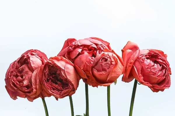 Červené Růže Bílém Pozadí Skupinu Růží Rám Květin Letní Design — Stock fotografie