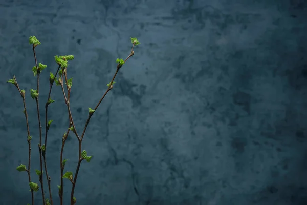 Petites Branches Avec Bourgeons Feuilles Fond Printanier Concept Fraîcheur Botanique — Photo