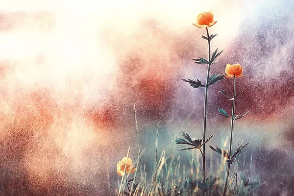 Bahar Veya Yaz Çiçekleri Arka Plan Vintage Tonlama Doğa Manzara — Stok fotoğraf