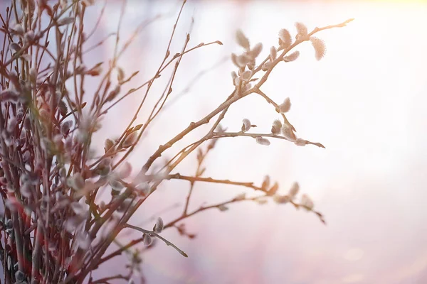 Chatte Saule Saule Branches Fleurissent Concept Printemps Vacances Pâques Fond — Photo