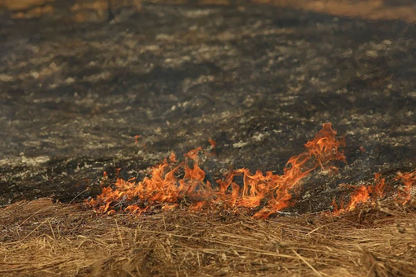 fire in the field / fire in the dry grass, burning straw, element, nature landscape, wind