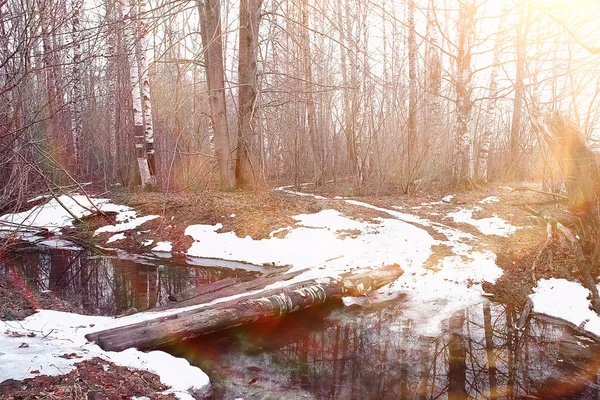 清晨在森林 树木无叶 雪融化 灰色悲伤的森林公园在春天 — 图库照片