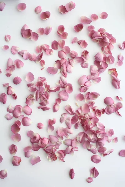 Pink Red Petals Background Abstract Aroma Background Spa Pink Petals — Stock Photo, Image