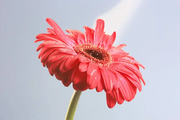 Flor Gerbera Roja Flor Hermosa Roja Del Verano Concepto Del —  Fotos de Stock