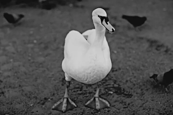 White Swans Water Wild Beautiful Birds Swans Nature — Stock Photo, Image