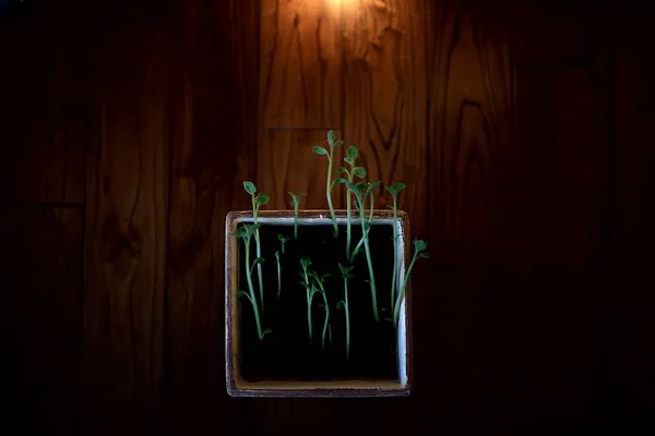 Çaydanlıktaki Genç Filizler Taze Yeşiller Biyoloji Botanik Konsepti — Stok fotoğraf