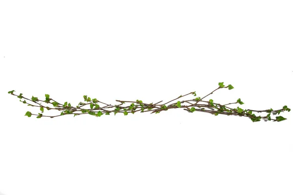 White Background Branches Small Leaves Spring Isolated White Young Branches — Stock Photo, Image