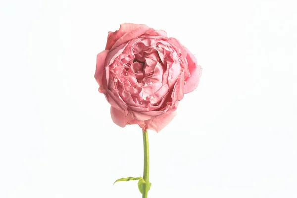 Rose Fond Blanc Bourgeon Isolé Rose Rouge Fleur — Photo