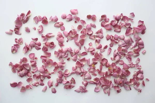 Ροζ Και Κόκκινα Πέταλα Φόντο Αφηρημένο Άρωμα Φόντο Σπα Ροζ — Φωτογραφία Αρχείου