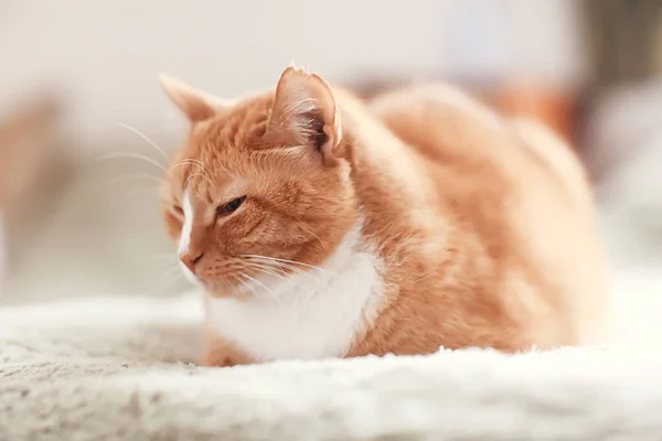 Gato Gengibre Animal Estimação Bonito Gato Bonito Gengibre Vermelho — Fotografia de Stock