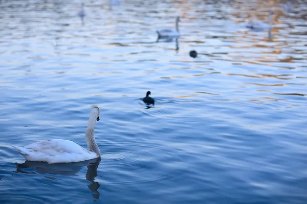 Lebede Albe Apă Păsări Frumoase Sălbatice Lebede Natură — Fotografie, imagine de stoc