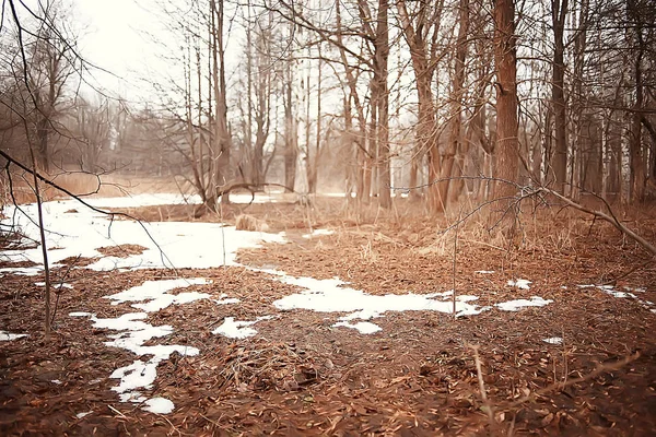 Νωρίς Την Άνοιξη Στο Δάσος Δέντρα Χωρίς Φύλλα Χιόνι Λιώνει — Φωτογραφία Αρχείου