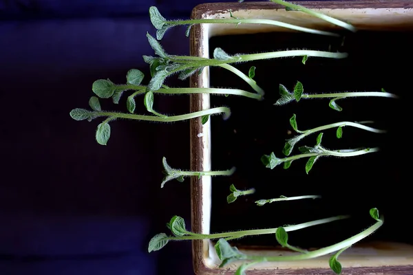 Jonge Spruiten Een Pot Verse Kleine Greens Biologie Plantkunde Concept — Stockfoto