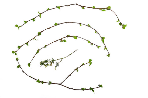 white background branches small leaves spring / isolated on white young branches with buds and leaves, spring frame