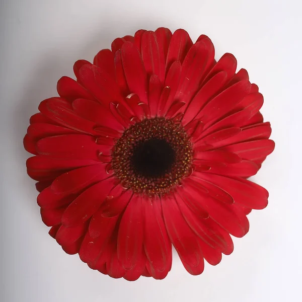 Κόκκινο Γερομπέρα Λουλούδι Κόκκινο Όμορφο Καλοκαίρι Λουλούδι Άρωμα Μυρωδιά Ιδέα — Φωτογραφία Αρχείου