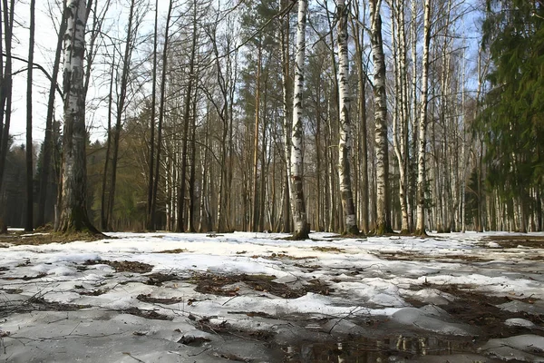 Časné Jaro Lese Stromech Bez Listí Sněhová Mělka Šedý Smutný — Stock fotografie