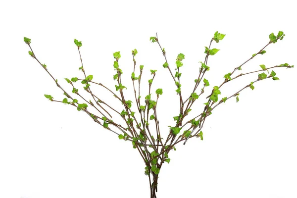 White Background Branches Small Leaves Spring Isolated White Young Branches — 스톡 사진