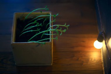 Çaydanlıktaki genç filizler / taze yeşiller, biyoloji, botanik konsepti