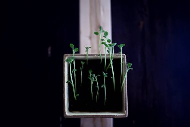 Çaydanlıktaki genç filizler / taze yeşiller, biyoloji, botanik konsepti