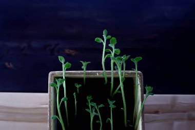 Çaydanlıktaki genç filizler / taze yeşiller, biyoloji, botanik konsepti