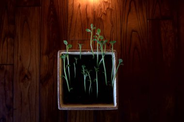 Çaydanlıktaki genç filizler / taze yeşiller, biyoloji, botanik konsepti