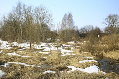 ormanda erken ilkbahar / yapraksız ağaçlar, kar erir, ilkbaharda gri üzgün orman parkı