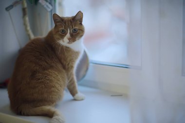 zencefil kedi / sevimli evcil hayvan güzel kedi, kırmızı zencefil