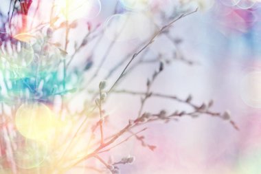 kedi-söğüt söğüt / dalları çiçek, bahar kavramı, Paskalya tatili, arka plan