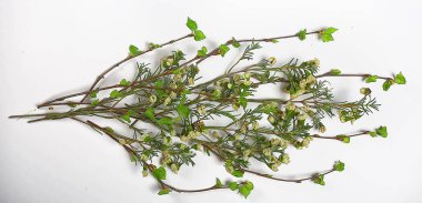 beyaz arkaplan dalları küçük yapraklar bahar / yalıtılmış beyaz dallar tomurcuklar ve yapraklar, bahar çerçevesi