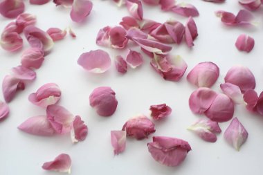 pembe ve kırmızı yaprakları arka plan / soyut aroma arka plan, spa pembe yaprakları