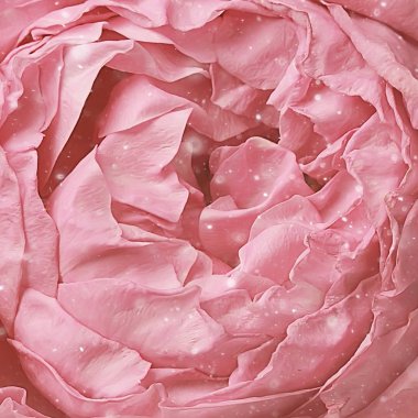 arka plan katlama çiçek makro / kırmızı çiçek, soyut aroma arka plan nazik yaz gül