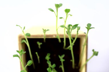 Çaydanlıktaki genç filizler / taze yeşiller, biyoloji, botanik konsepti