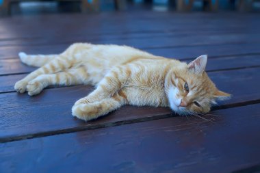 zencefil kedi / sevimli evcil hayvan güzel kedi, kırmızı zencefil