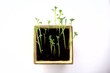 Çaydanlıktaki genç filizler / taze yeşiller, biyoloji, botanik konsepti