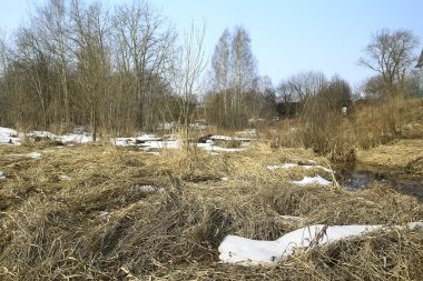 ormanda erken ilkbahar / yapraksız ağaçlar, kar erir, ilkbaharda gri üzgün orman parkı