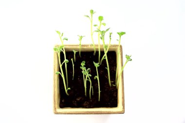 Çaydanlıktaki genç filizler / taze yeşiller, biyoloji, botanik konsepti